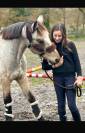 Gelding Connemara For sale 2014 Buckskin