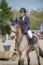 Gelding Connemara For sale 2014 Buckskin