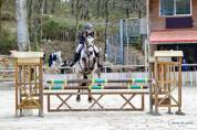 Gelding Connemara For sale 2014 Buckskin