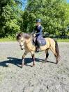 Gelding Connemara For sale 2014 Buckskin