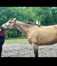 Gelding Connemara For sale 2014 Buckskin