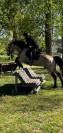 Gelding Connemara For sale 2014 Buckskin
