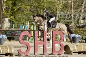 Gelding Connemara For sale 2014 Buckskin