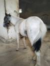 Poni welsh Appaloosa potro 18 meses 95cm 