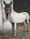 Poni welsh Appaloosa potro 18 meses 95cm 