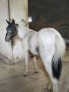 Poni welsh Appaloosa potro 18 meses 95cm 