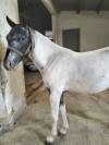Poni welsh Appaloosa potro 18 meses 95cm 