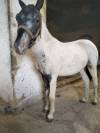 Poni welsh Appaloosa potro 18 meses 95cm 