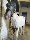 Poni welsh Appaloosa potro 18 meses 95cm 