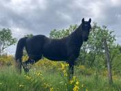 Pouliche psar noire