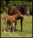 Poulinière quarter horse 