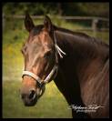 Poulinière quarter horse 