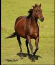 Poulinière quarter horse 