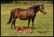 Poulinière quarter horse 