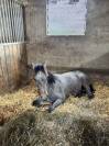 Vends poulain de 1 an