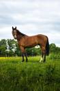Cheval de sport  classé sur 125 / 130