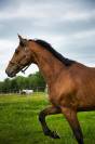 Cheval de sport  classé sur 125 / 130