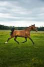 Cheval de sport  classé sur 125 / 130