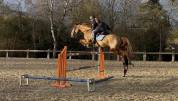 Jument SBS 7 ans Par Ogano Sitte 