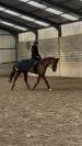 Jument SBS 7 ans Par Ogano Sitte 