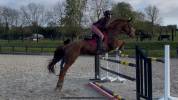 Jument SBS 7 ans Par Ogano Sitte 