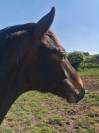 Poulain 2 ans SF 