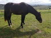 Poulain 2 ans SF 