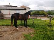 Poulain 2 ans SF 