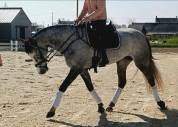 Jument de sport pour CSO et CCE