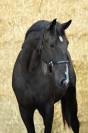 Entire Zangersheide For sale 2022 Black