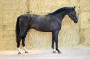 Entire Zangersheide For sale 2022 Black
