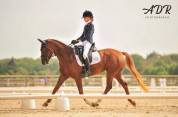 Ponette FEI CCI 16ans