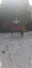 Ponette FEI CCI 16ans