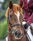Ponette FEI CCI 16ans