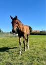 Poulain PRE PP 
