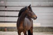 Ruin Belgische pony Te koop 2022 Bruin / Bai ,  Top Magic van de Groenheuvel