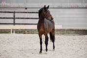 Ruin Belgische pony Te koop 2022 Bruin / Bai ,  Top Magic van de Groenheuvel