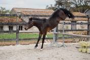 Ruin Belgische pony Te koop 2022 Bruin / Bai ,  Top Magic van de Groenheuvel