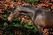 Ruin Belgische pony Te koop 2022 Bruin / Bai ,  Top Magic van de Groenheuvel