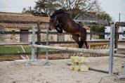 Ruin Belgische pony Te koop 2022 Bruin / Bai ,  Top Magic van de Groenheuvel
