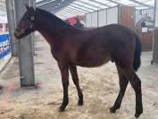 Poulain PRE PP