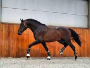 Poulain PRE PP