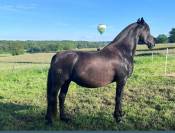Poulain PRE PP