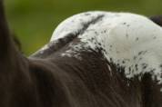 Colt Appaloosa For sale 2025 Black