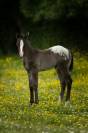 Colt Appaloosa For sale 2025 Black