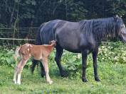 À réserver poulain appaloosa 