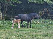 À réserver poulain appaloosa 