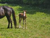 À réserver poulain appaloosa 