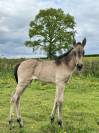 Pouliche Isabelle 2025