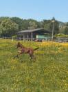 Pouliche par Balou du Reventon 